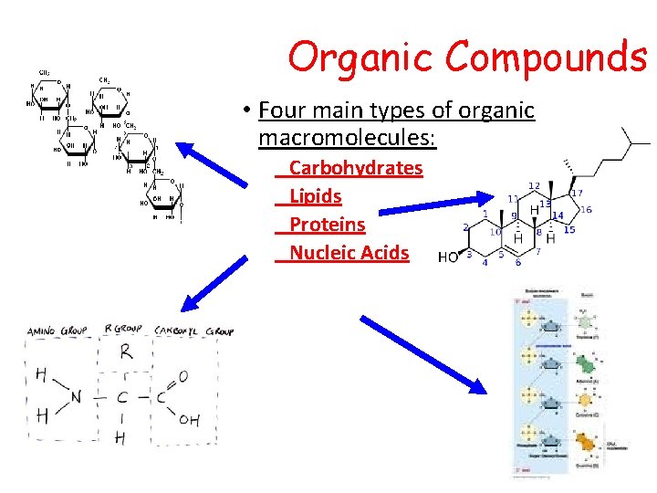 Organic Compounds • Four main types of organic macromolecules: Carbohydrates Lipids Proteins Nucleic Acids