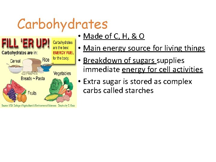 Carbohydrates • Made of C, H, & O • Main energy source for living