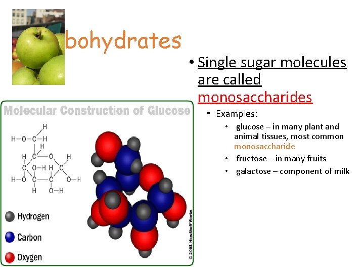 Carbohydrates • Single sugar molecules are called monosaccharides • Examples: • glucose – in