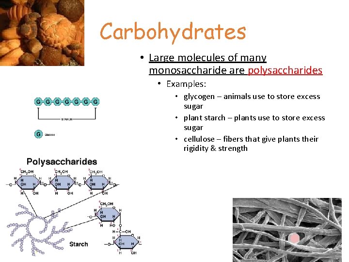 Carbohydrates • Large molecules of many monosaccharide are polysaccharides • Examples: • glycogen –