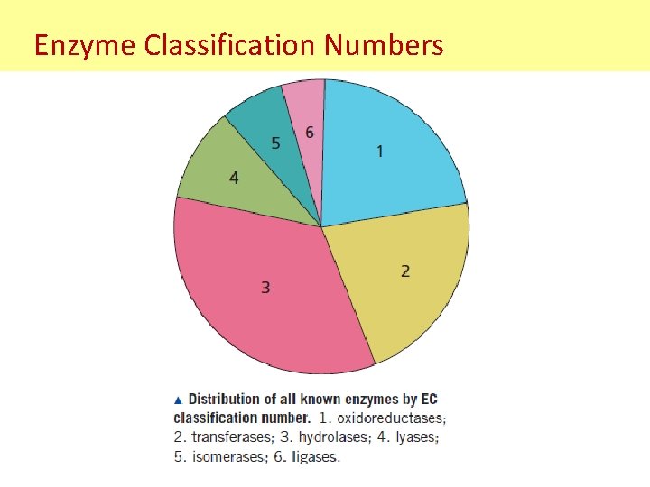Enzyme Classification Numbers 