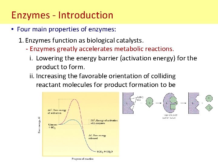 Enzymes - Introduction • Four main properties of enzymes: 1. Enzymes function as biological
