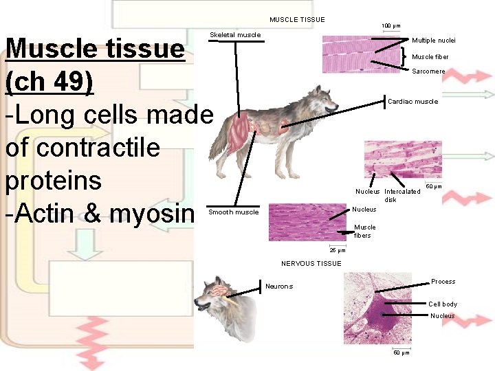 MUSCLE TISSUE 100 µm Skeletal muscle Muscle tissue (ch 49) -Long cells made of