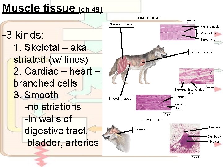 Muscle tissue (ch 49) MUSCLE TISSUE 100 µm Skeletal muscle Multiple nuclei -3 kinds: