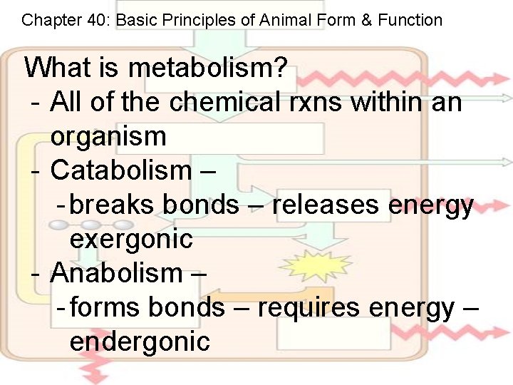 Chapter 40: Basic Principles of Animal Form & Function What is metabolism? - All