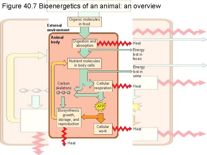 Figure 40. 7 Bioenergetics of an animal: an overview Organic molecules in food External