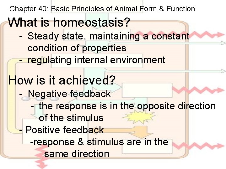 Chapter 40: Basic Principles of Animal Form & Function What is homeostasis? - Steady