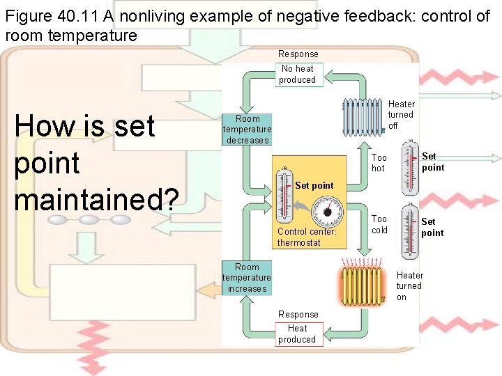 Figure 40. 11 A nonliving example of negative feedback: control of room temperature Response