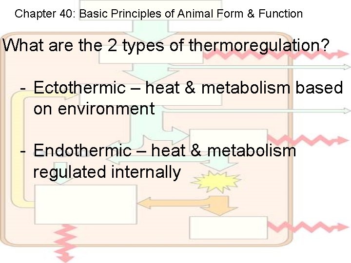 Chapter 40: Basic Principles of Animal Form & Function What are the 2 types