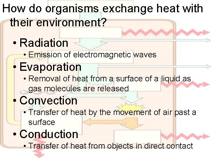 How do organisms exchange heat with their environment? • Radiation • Emission of electromagnetic