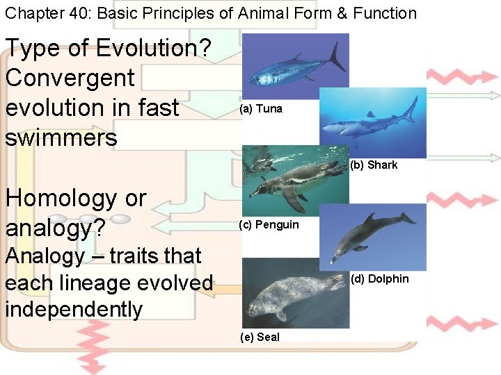 Chapter 40: Basic Principles of Animal Form & Function Type of Evolution? Convergent evolution