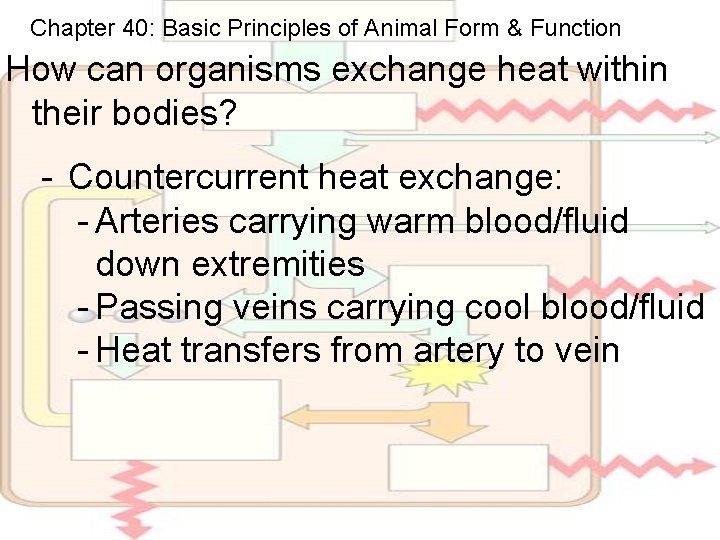 Chapter 40: Basic Principles of Animal Form & Function How can organisms exchange heat