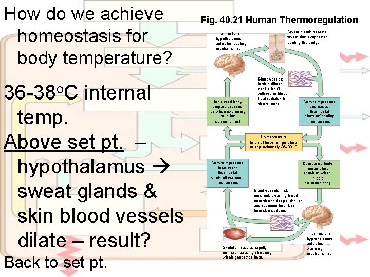 How do we achieve homeostasis for body temperature? 36 -38 o. C internal temp.