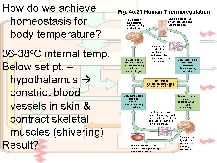 How do we achieve homeostasis for body temperature? 36 -38 o. C internal temp.