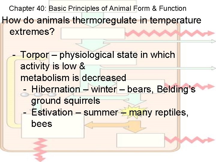 Chapter 40: Basic Principles of Animal Form & Function How do animals thermoregulate in