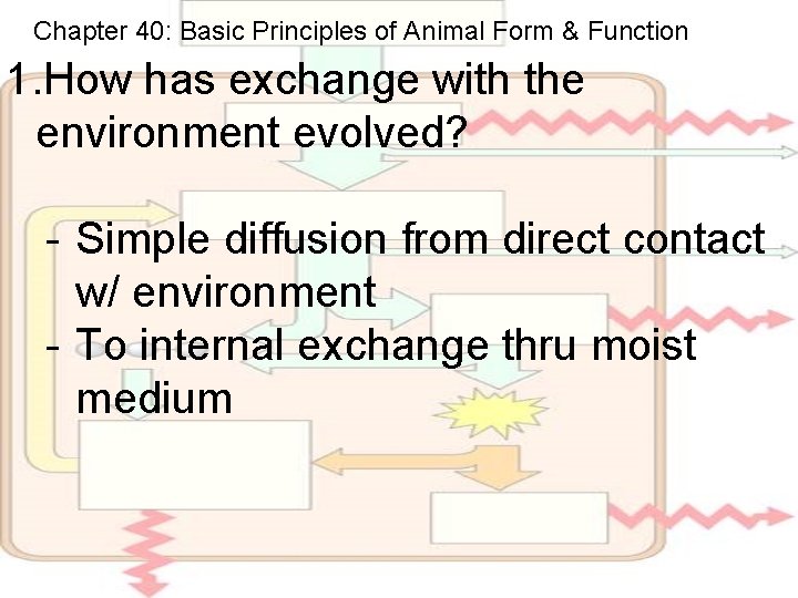 Chapter 40: Basic Principles of Animal Form & Function 1. How has exchange with