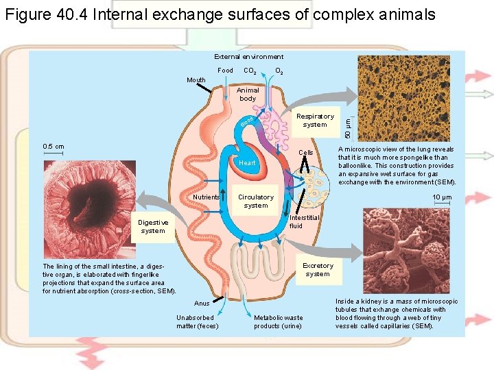 Figure 40. 4 Internal exchange surfaces of complex animals External environment Food CO 2