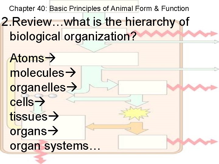 Chapter 40: Basic Principles of Animal Form & Function 2. Review…what is the hierarchy