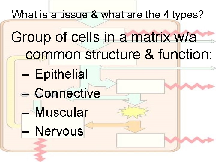 What is a tissue & what are the 4 types? Group of cells in