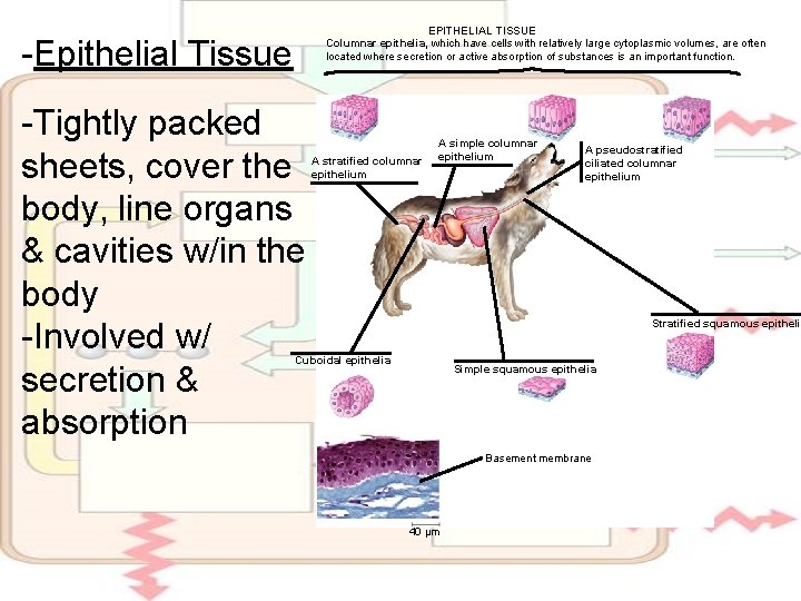 EPITHELIAL TISSUE Columnar epithelia, which have cells with relatively large cytoplasmic volumes, are often