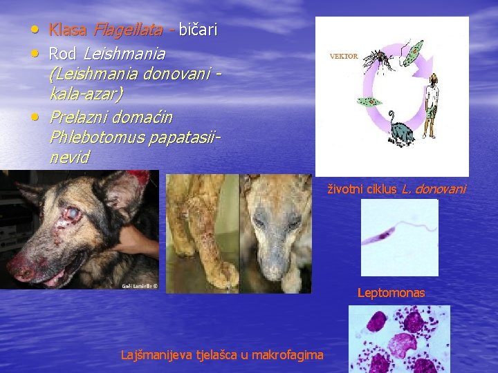  • Klasa Flagellata - bičari • Rod Leishmania (Leishmania donovani kala-azar) • Prelazni