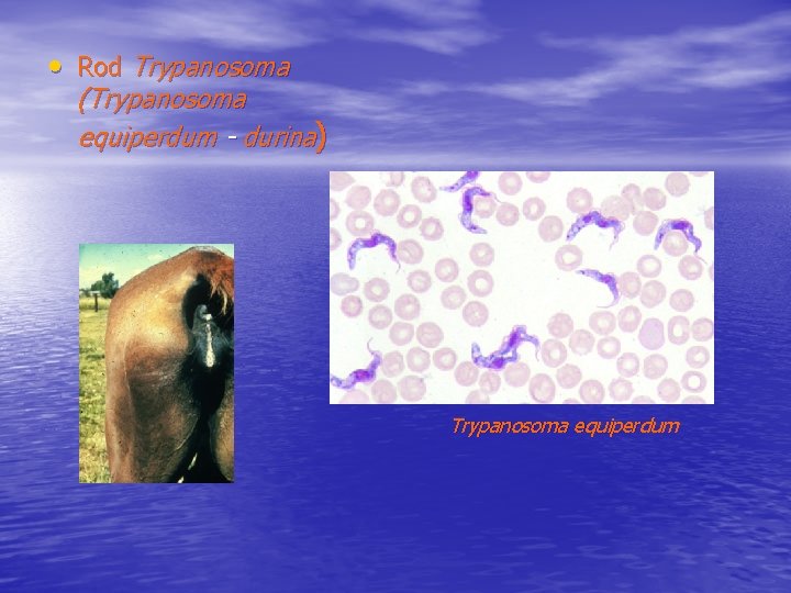  • Rod Trypanosoma (Trypanosoma equiperdum - durina) Trypanosoma equiperdum 