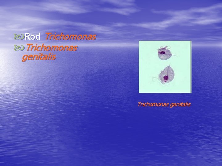  Rod Trichomonas genitalis 