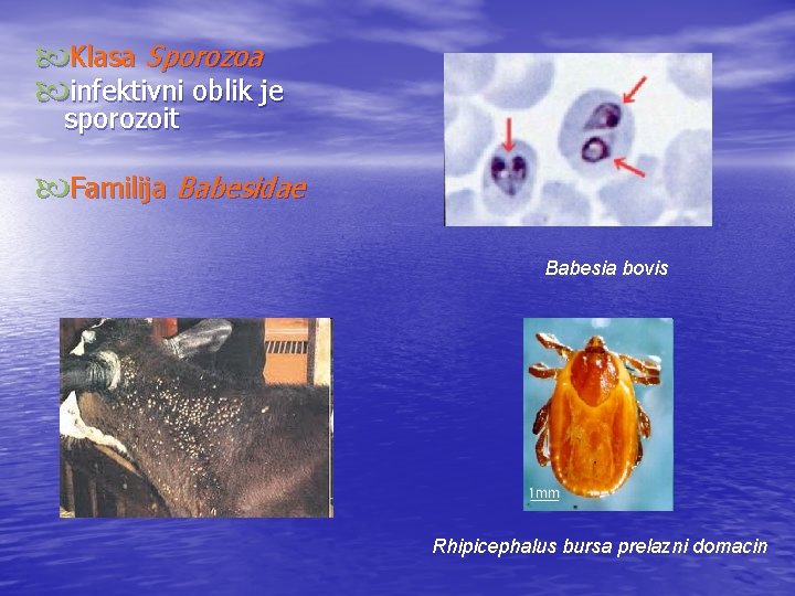  Klasa Sporozoa infektivni oblik je sporozoit Familija Babesidae Babesia bovis Rhipicephalus bursa prelazni