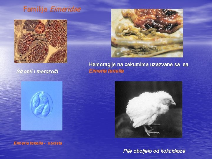 Familija Eimeridae Šizonti i merozoiti Hemoragije na cekumima uzazvane sa sa Eimeria tenella -