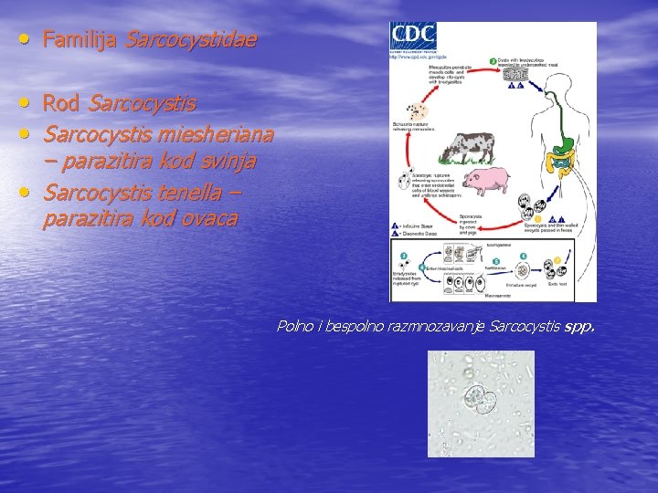  • Familija Sarcocystidae • Rod Sarcocystis • Sarcocystis miesheriana – parazitira kod svinja