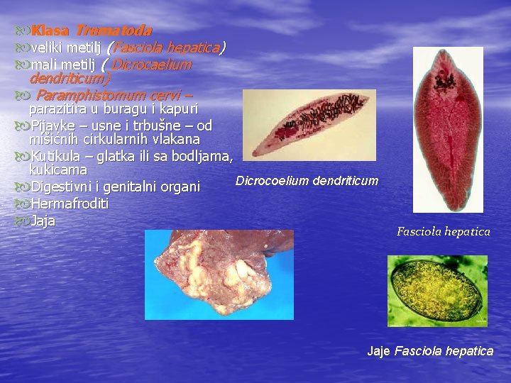  Klasa Trematoda veliki metilj (Fasciola hepatica) mali metilj ( Dicrocaelium dendriticum) Paramphistomum cervi