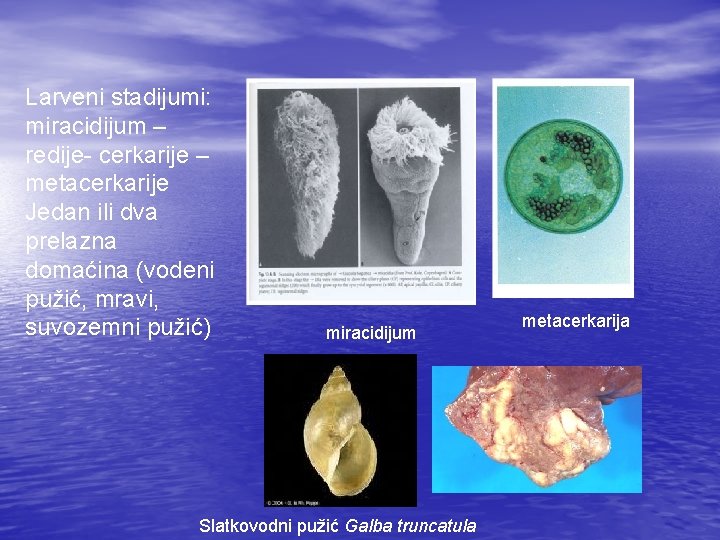 Larveni stadijumi: miracidijum – redije- cerkarije – metacerkarije Jedan ili dva prelazna domaćina (vodeni