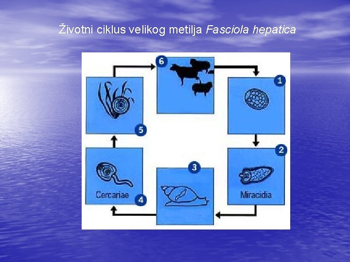 Životni ciklus velikog metilja Fasciola hepatica 
