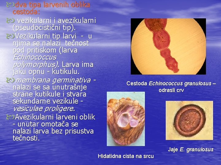  dva tipa larvenih oblika cestoda: vezikularni i avezikularni (pseudocistični tip). Vezikularni tip larvi