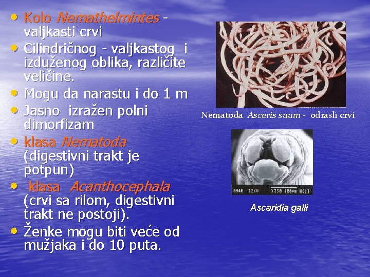  • Kolo Nemathelmintes • • • valjkasti crvi Cilindričnog - valjkastog i izduženog