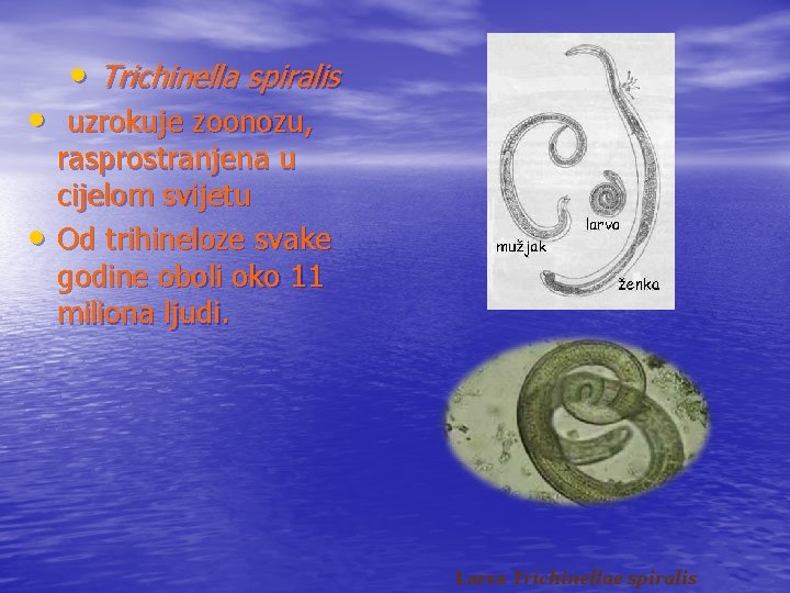  • Trichinella spiralis • uzrokuje zoonozu, • rasprostranjena u cijelom svijetu Od trihineloze