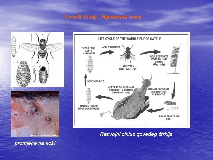 Goveđi štrkalj - Hipoderma bovis Razvojni ciklus goveđeg štrklja promjene na koži 