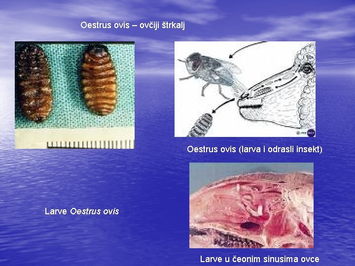 Oestrus ovis – ovčiji štrkalj Oestrus ovis (larva i odrasli insekt) Larve Oestrus ovis