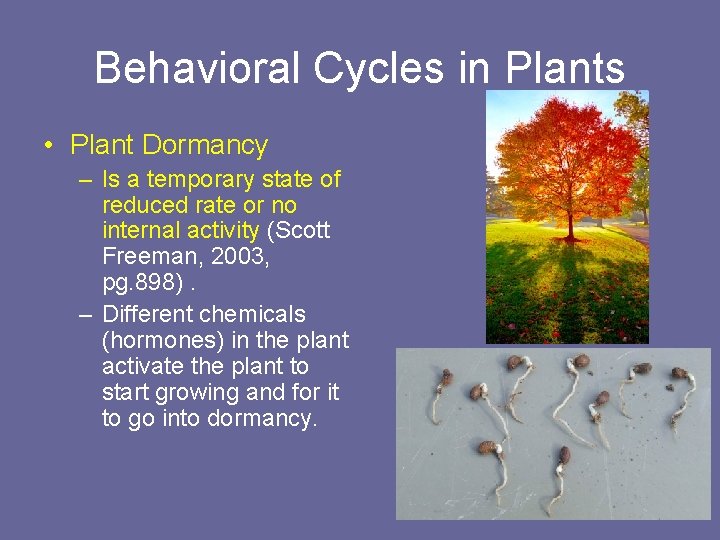 Behavioral Cycles in Plants • Plant Dormancy – Is a temporary state of reduced