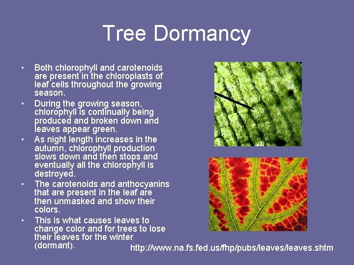 Tree Dormancy • • • Both chlorophyll and carotenoids are present in the chloroplasts