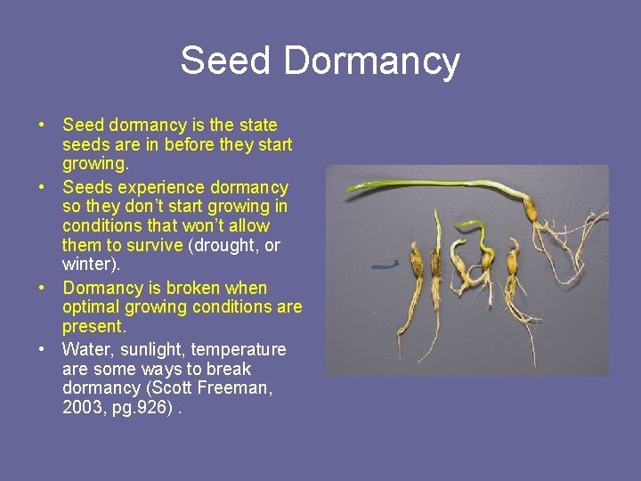 Seed Dormancy • Seed dormancy is the state seeds are in before they start