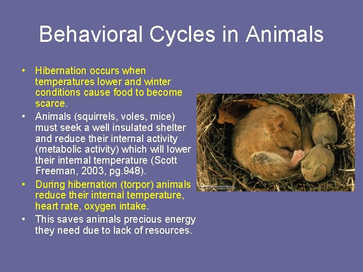 Behavioral Cycles in Animals • Hibernation occurs when temperatures lower and winter conditions cause