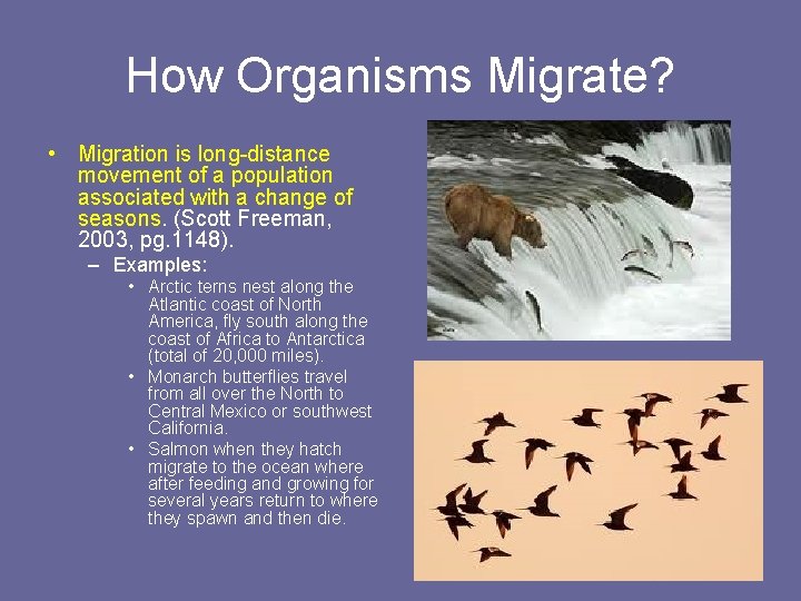 How Organisms Migrate? • Migration is long-distance movement of a population associated with a
