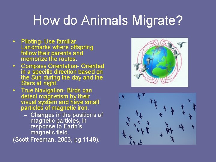 How do Animals Migrate? • Piloting- Use familiar Landmarks where offspring follow their parents