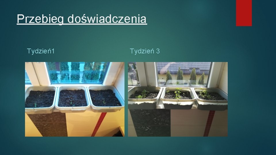 Przebieg doświadczenia Tydzień1 Tydzień 3 