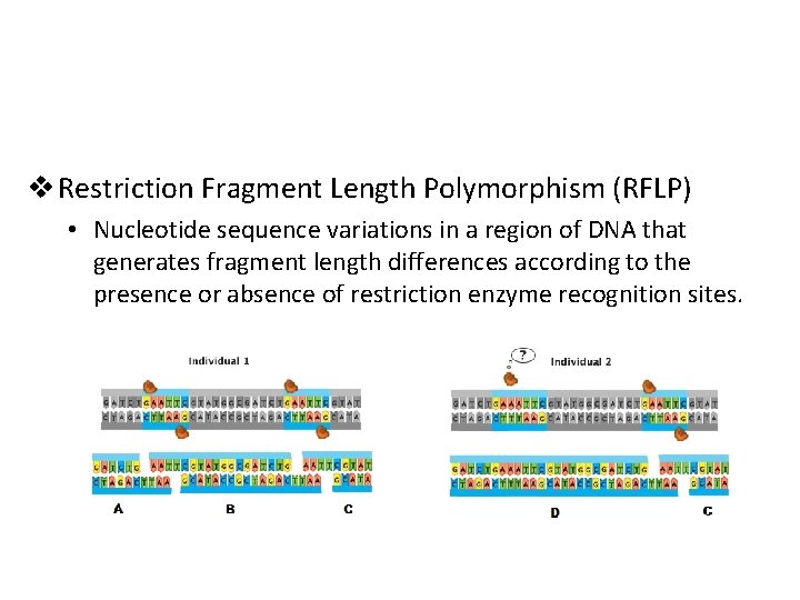 v Restriction Fragment Length Polymorphism (RFLP) • Nucleotide sequence variations in a region of