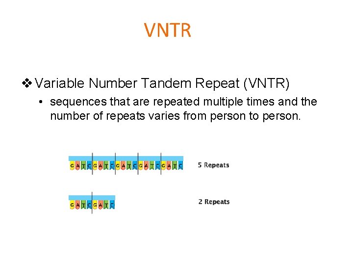 VNTR v Variable Number Tandem Repeat (VNTR) • sequences that are repeated multiple times