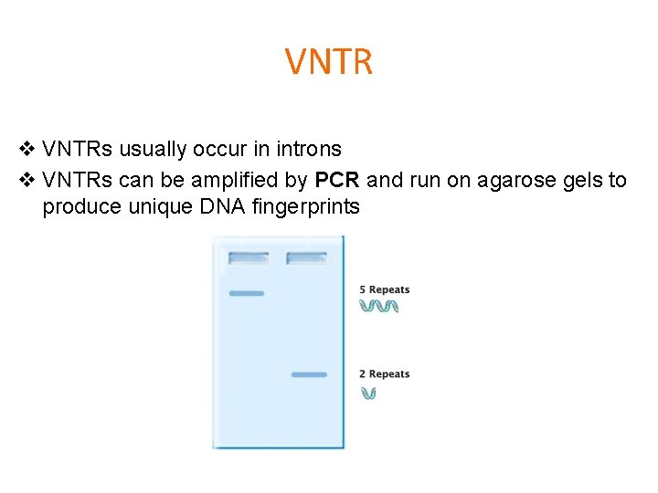 VNTR v VNTRs usually occur in introns v VNTRs can be amplified by PCR