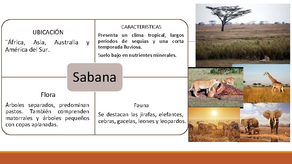 UBICACIÓN ¨África, Asia, Australia América del Sur. CARACTERISTICAS y Presenta un clima tropical, largos