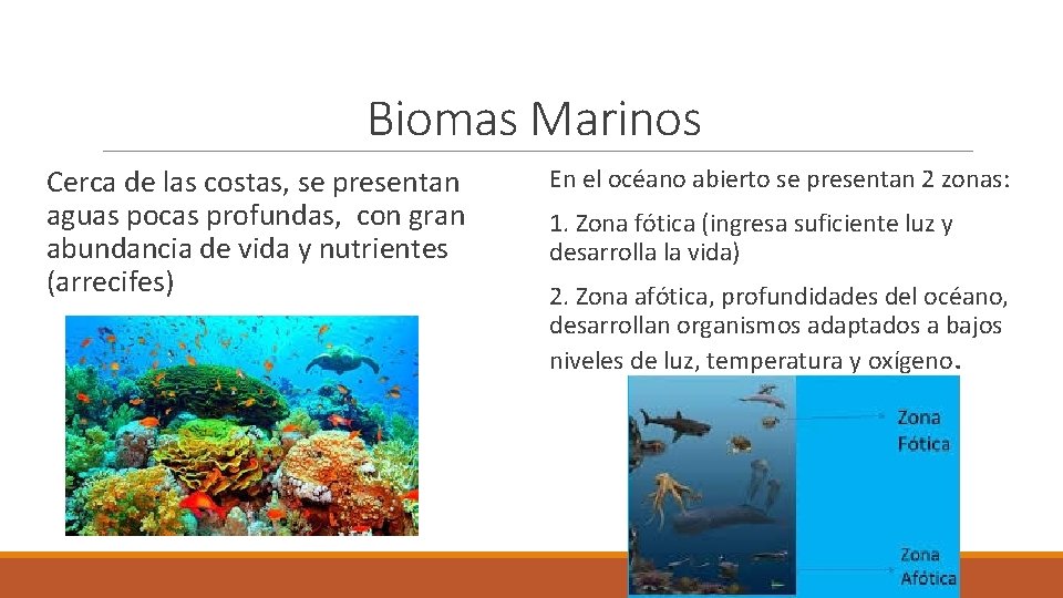 Biomas Marinos Cerca de las costas, se presentan aguas pocas profundas, con gran abundancia